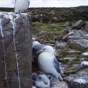 Black-legged Kittiwake